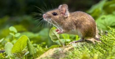 6 zapachow myszy nienawidzi