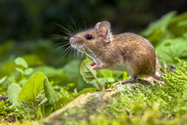 6 zapachow myszy nienawidzi