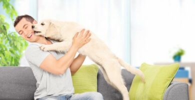 8 rzeczy ktore psy robia aby zwrocic na siebie uwage