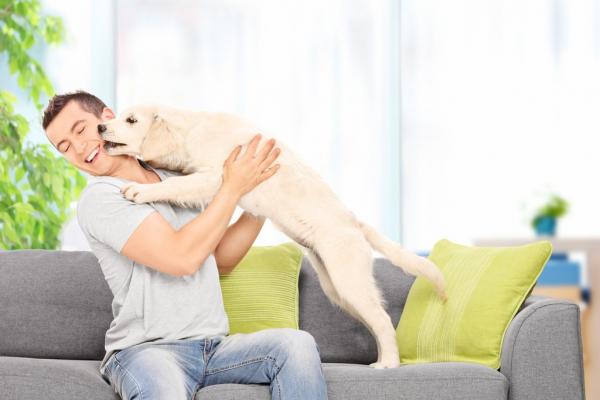8 rzeczy ktore psy robia aby zwrocic na siebie uwage