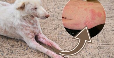 9 chorob ktore psy przenosza na ludzi