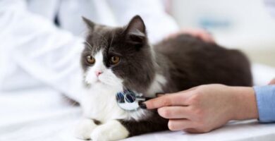 AIDS kotow Zakazenie objawy i leczenie