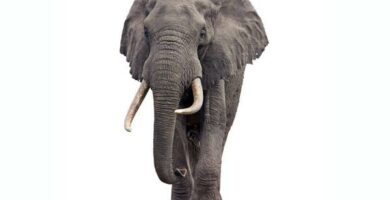 Afrykanski slon sawannowy