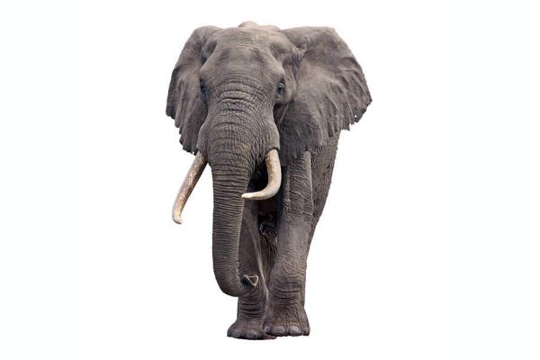 Afrykanski slon sawannowy