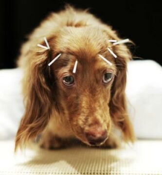 Akupunktura dla psow – do czego sluzy