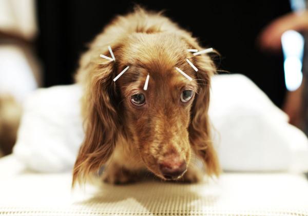 Akupunktura dla psow – do czego sluzy