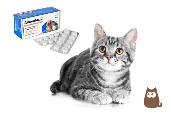 Albendazol dla kotow dawkowanie zastosowania i przeciwwskazania