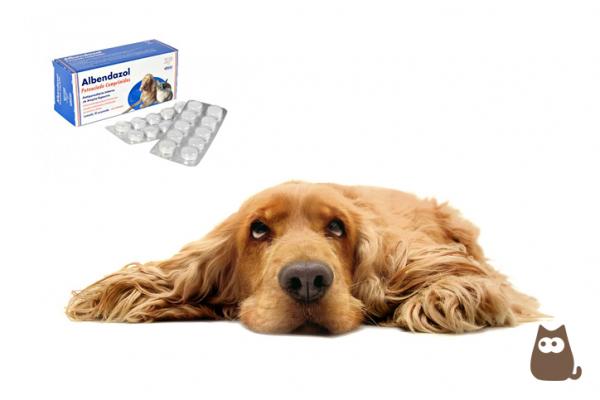 Albendazol dla psow dawkowanie zastosowanie i przeciwwskazania