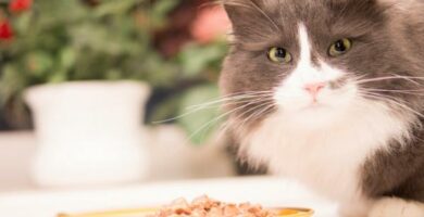 Alergia pokarmowa u kotow objawy i leczenie