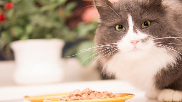 Alergia pokarmowa u kotow objawy i leczenie