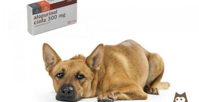 Allopurinol dla psow dawkowanie i skutki uboczne