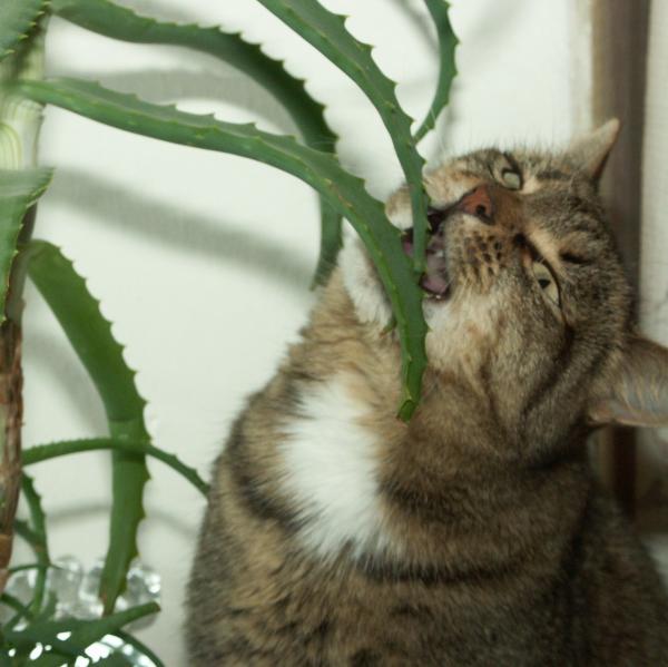 Aloes dla kotow z bialaczka