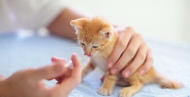 Amoksycylina dla kotow dawkowanie zastosowanie i skutki uboczne
