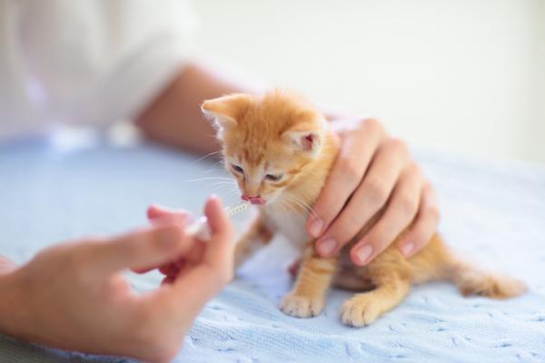 Amoksycylina dla kotow dawkowanie zastosowanie i skutki uboczne