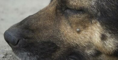 Anaplazmoza u psow objawy i leczenie