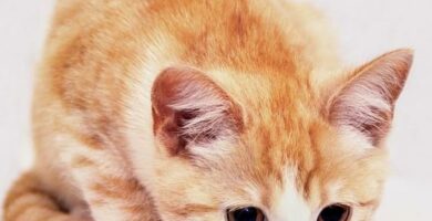 Anemia u kotow objawy i leczenie