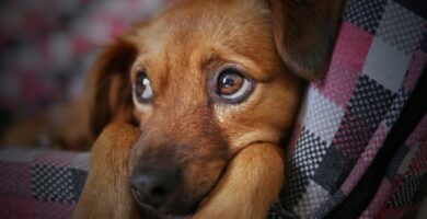 Anemia u psow przyczyny objawy i leczenie