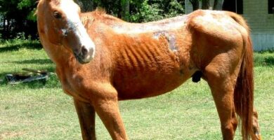 Anemia zakazna koni przenoszenie objawy i leczenie