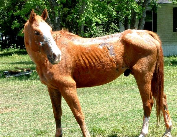 Anemia zakazna koni przenoszenie objawy i leczenie