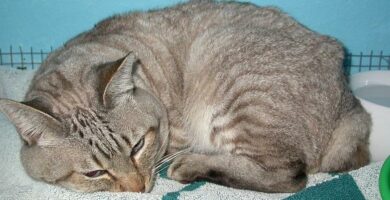 Anoreksja u kotow przyczyny objawy i leczenie