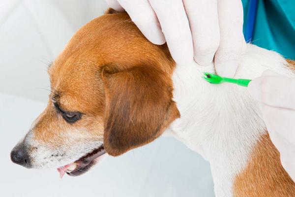 Babeszjoza psow objawy zarazanie i zapobieganie