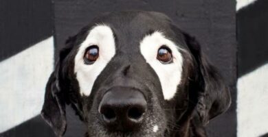 Bielactwo nabyte u psow objawy przyczyny i leczenie