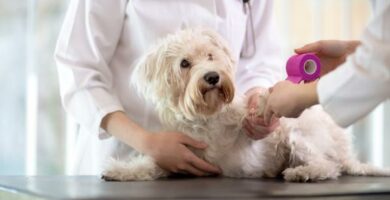 Blastoestymulina dla psow zastosowania i przeciwwskazania
