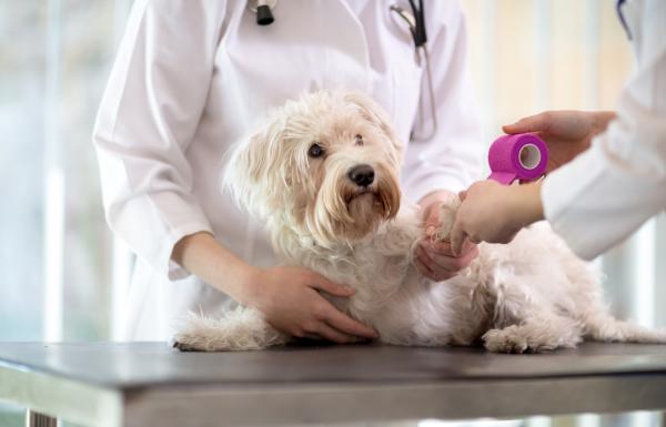 Blastoestymulina dla psow zastosowania i przeciwwskazania