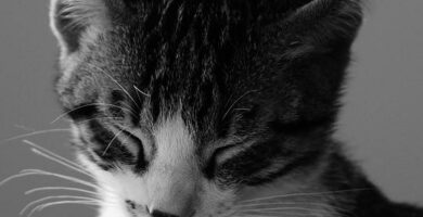 Bordetella u kotow objawy i leczenie