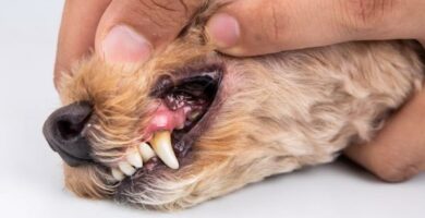 Brodawczak u psow przyczyny objawy i leczenie