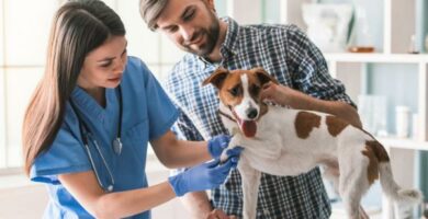 Bruceloza psow objawy i leczenie
