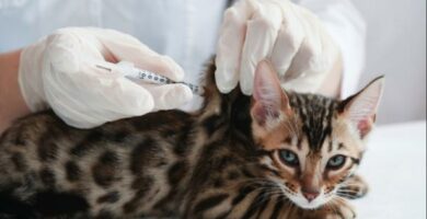 Buprex dla kotow dawkowanie zastosowania skutki uboczne