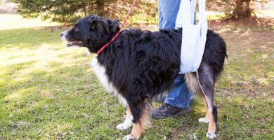 Cauda equina u psow Objawy diagnostyka i leczenie