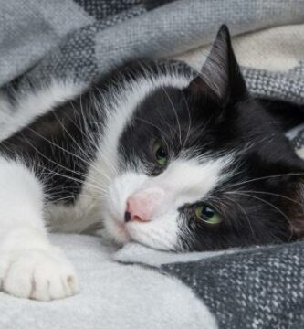 Cefaleksyna dla kotow dawkowanie zastosowania i skutki uboczne