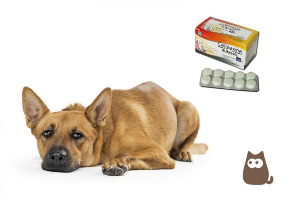 Cefaleksyna dla psow dawkowanie zastosowanie i skutki uboczne