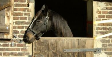 Choroba niedzwiedzi u koni – co to jest i jak