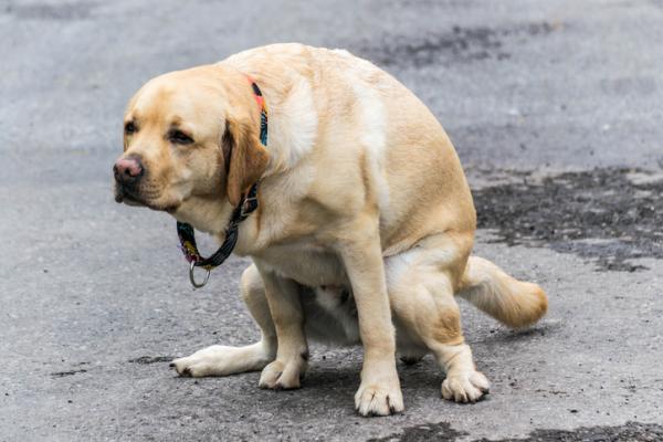 Choroba zapalna jelit u psow objawy i leczenie