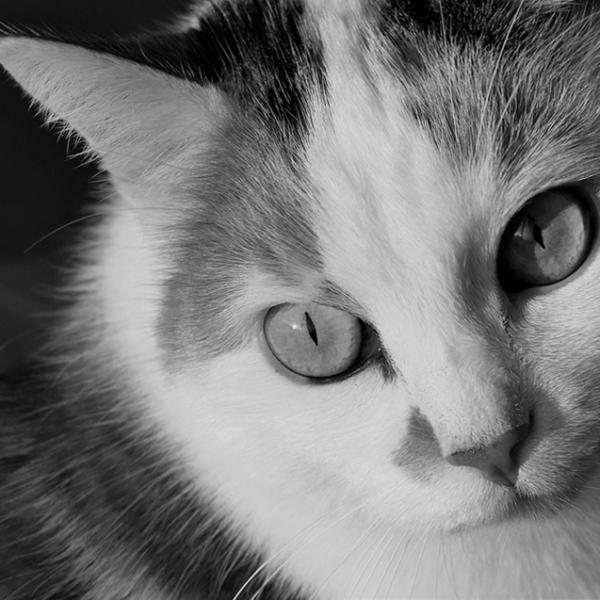 Choroba Zwyrodnieniowa Stawów U Kotów Objawy I Leczenie 2023 1072