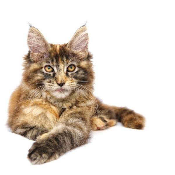 Choroby Maine Coon