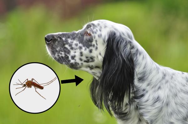 Choroby przenoszone przez komary na psy