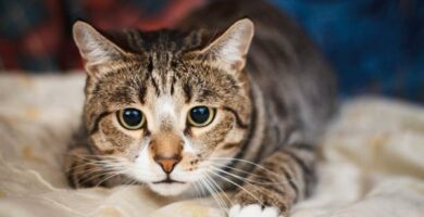 Choroby przenoszone przez koty i ich objawy