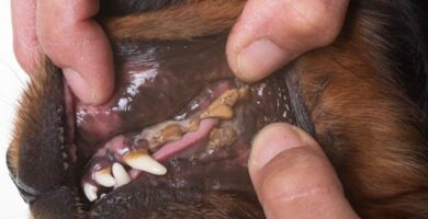 Choroby przyzebia u psow przyczyny leczenie i konsekwencje