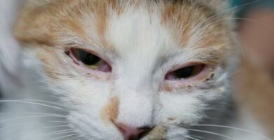 Choroby ukladu oddechowego u kotow
