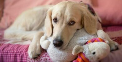Ciaza psychologiczna u psow objawy i leczenie