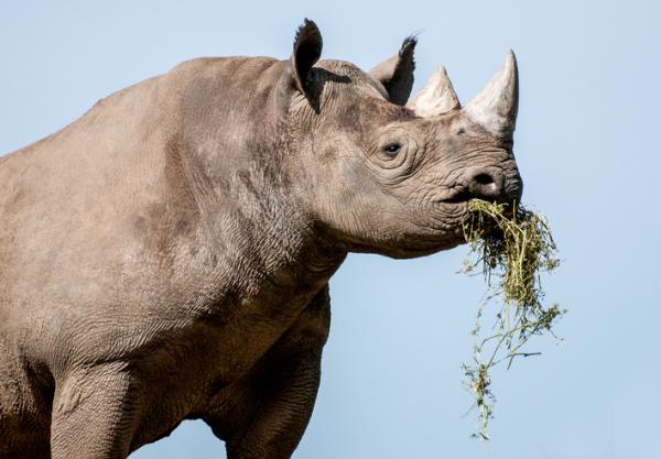 Co jedza nosorozce