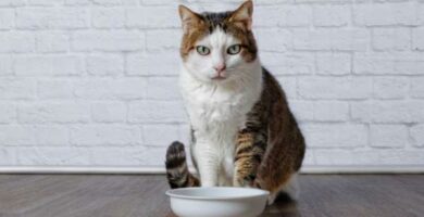 Co moge dac kotu jesli nie ma jedzenia