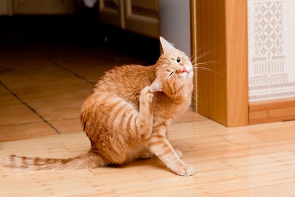 Credelium dla kotow – ulotka dolaczona do opakowania i skutki