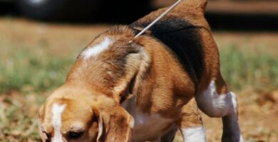 Cwiczenia dla psow rasy beagle