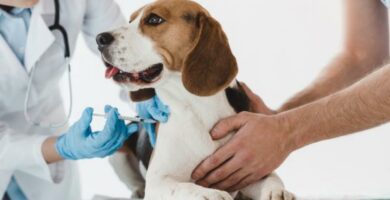 Cymetydyna dla psow dawkowanie zastosowanie i skutki uboczne