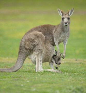 Czy kangurowi grozi wyginiecie